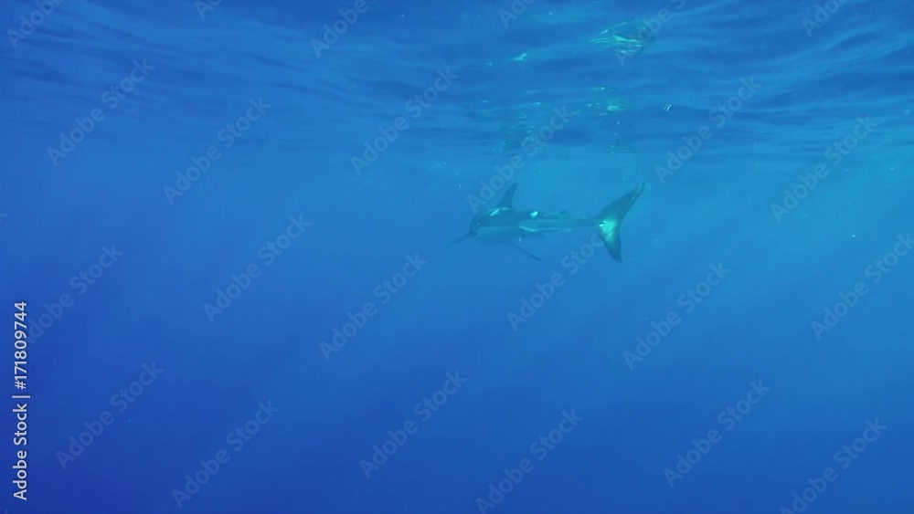 Great white shark swims in distance, POV