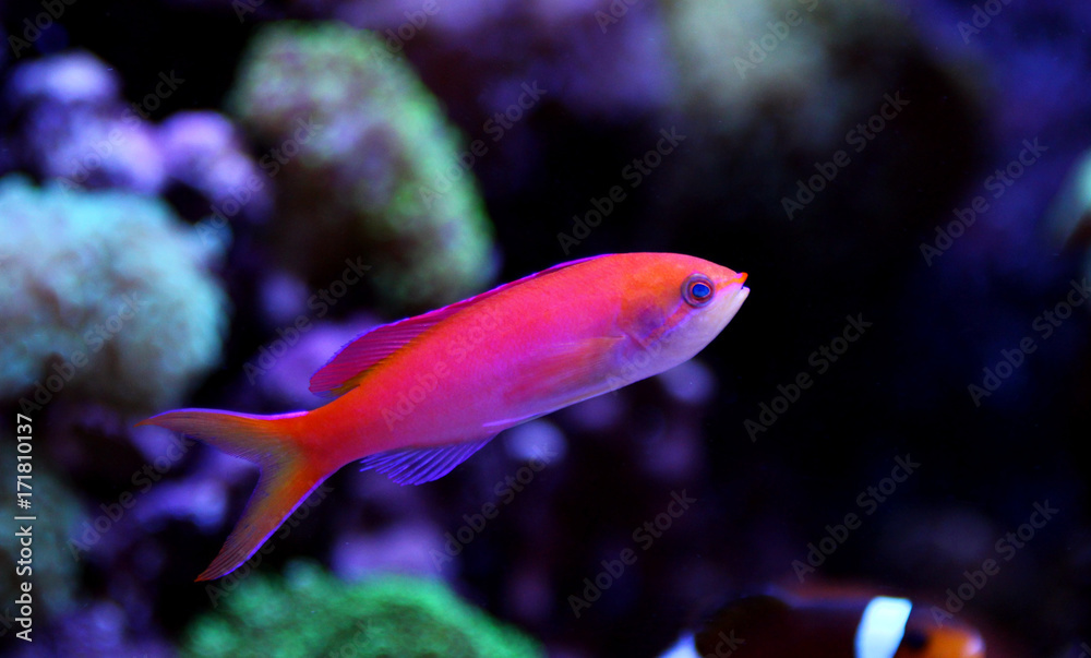 Squareback Anthias (Pseudanthias pleurotaenia) Squareback Anthias (Pseudanthias pleurotaenia)