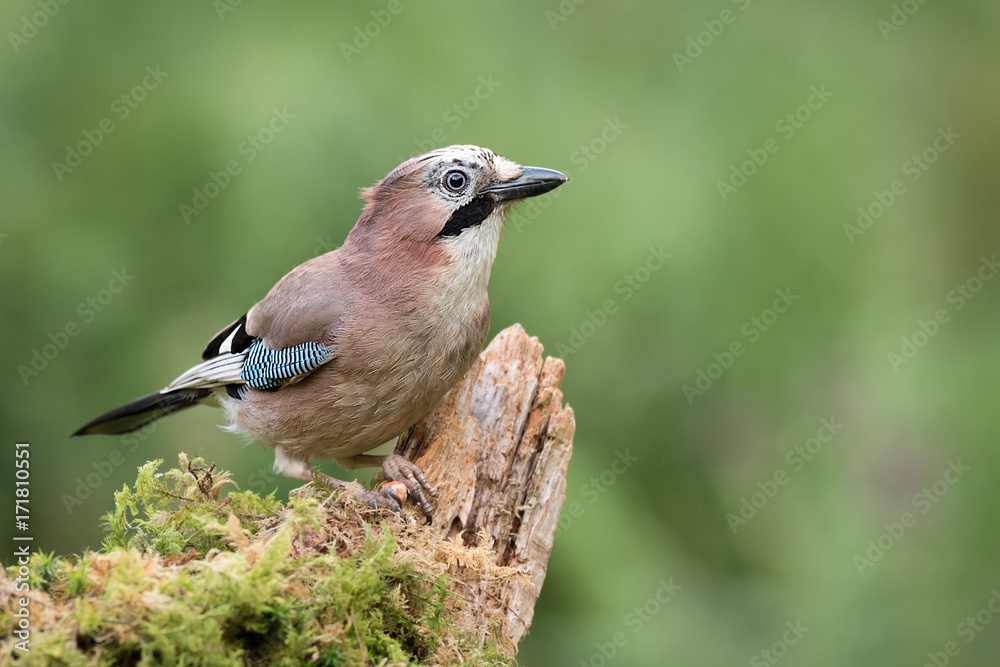 A jay perched on an old tree branch looking alert and staring to the right with a natural green background A jay perched on an old tree branch looking alert and staring to the right with a natural green background