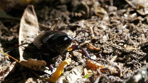 Beetle deer creeps on the ground. Black beetle bug crawls on fallen leaves on the ground macro close-up shot. photo