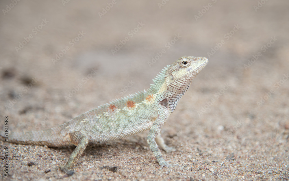 Obraz premium image of chameleon on Sandy floor , Natural color change