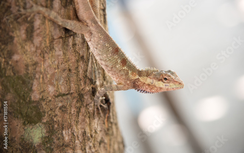 chameleon on the tree on nature background
