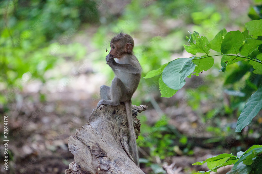 Obraz premium 可愛いサル