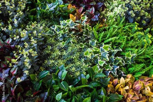 Variety of artificial plant in vertical garden, Natural background