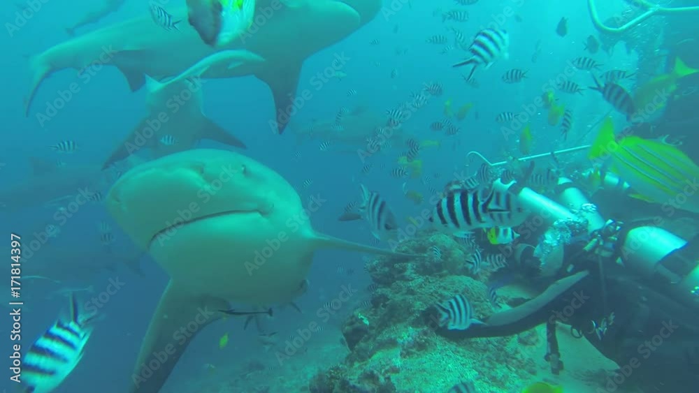 Sharks swim close to divers, POV Sharks swim close to divers, POV