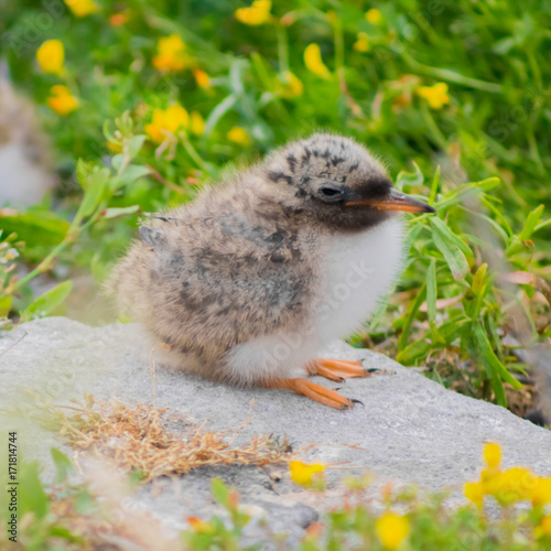 A baby Oystercatcher