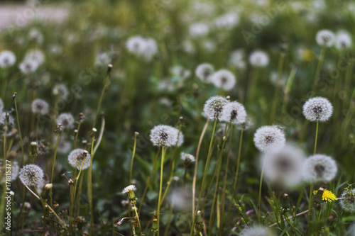 dandelions in the grass