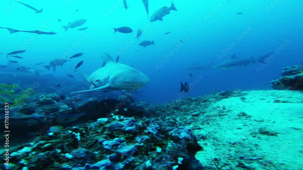 Shark swims over reef, scuba POV Shark swims over reef, scuba POV