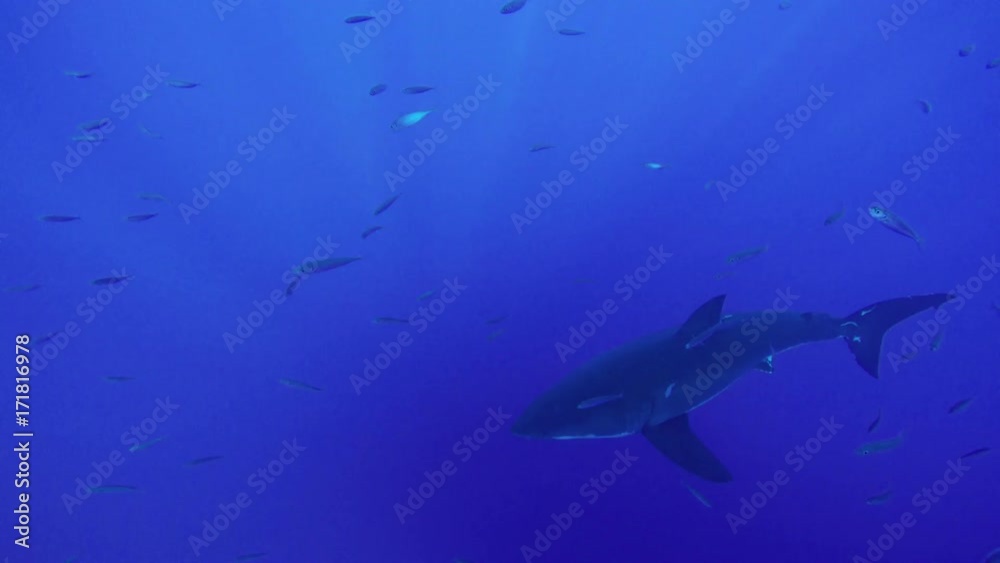 POV, great white shark lurks in deep ocean POV, great white shark lurks in deep ocean