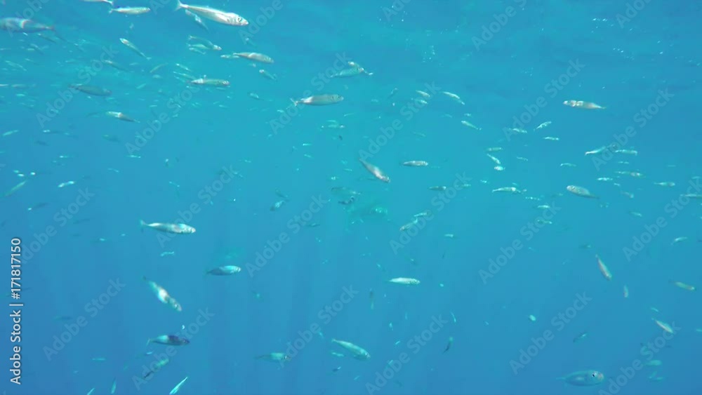 Great white shark in wild, scuba POV Great white shark in wild, scuba POV