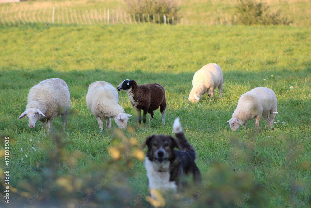 Fototapeta premium Sheep