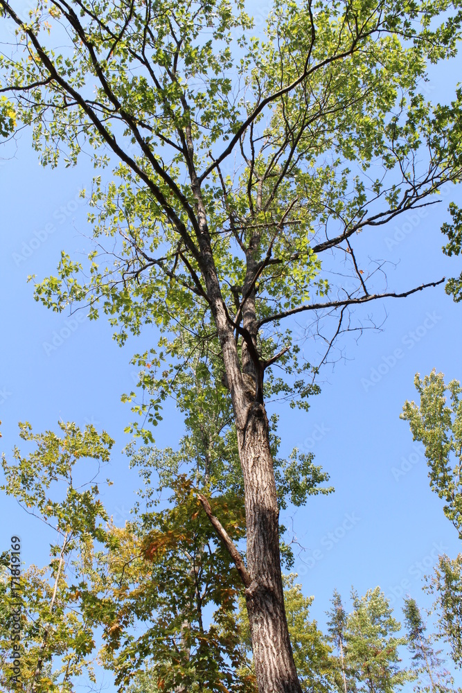 Obraz premium Tall tree