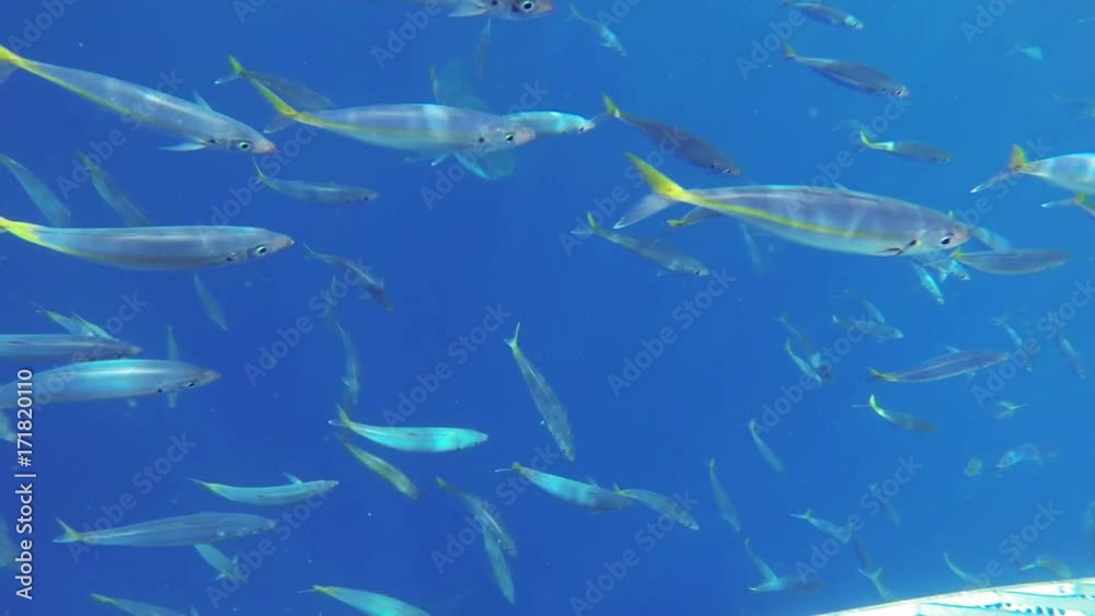 Great white shark ascends from deep water near cage, POV Great white shark ascends from deep water near cage, POV