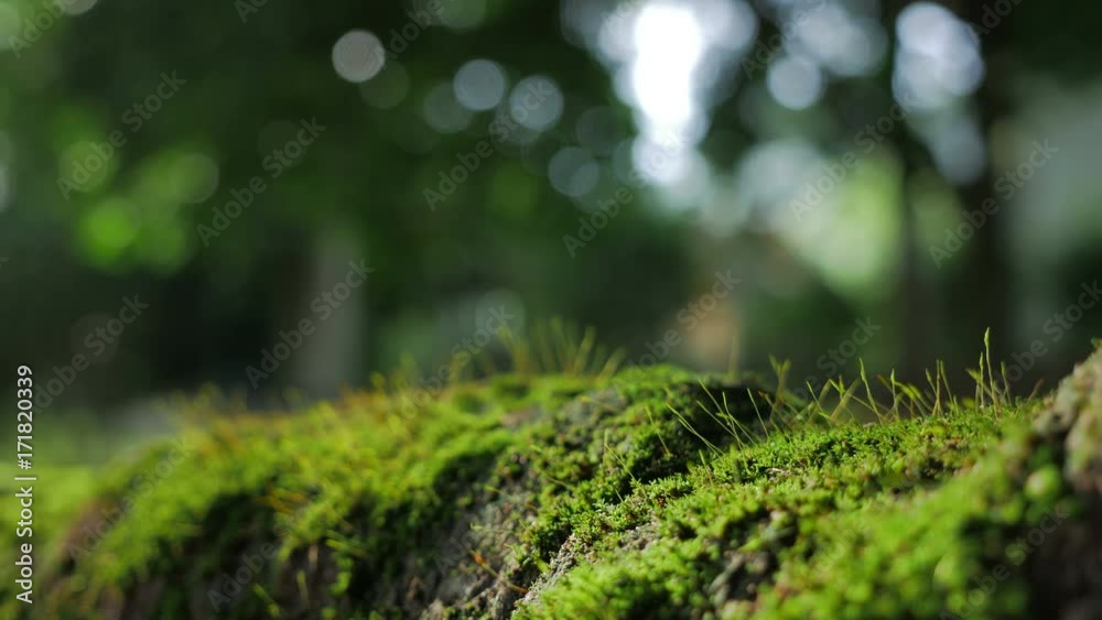 Fresh Green moss covered the stones in the forrest. Fresh Green moss covered the stones in the forrest.