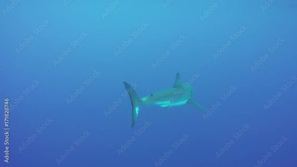 Great white shark dives below scuba cage, POV Great white shark dives below scuba cage, POV