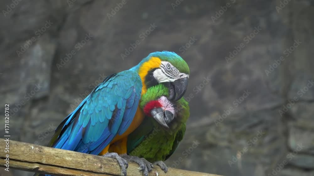 Ara parrot cleaning feathers for its girlfriend Ara parrot cleaning feathers for its girlfriend