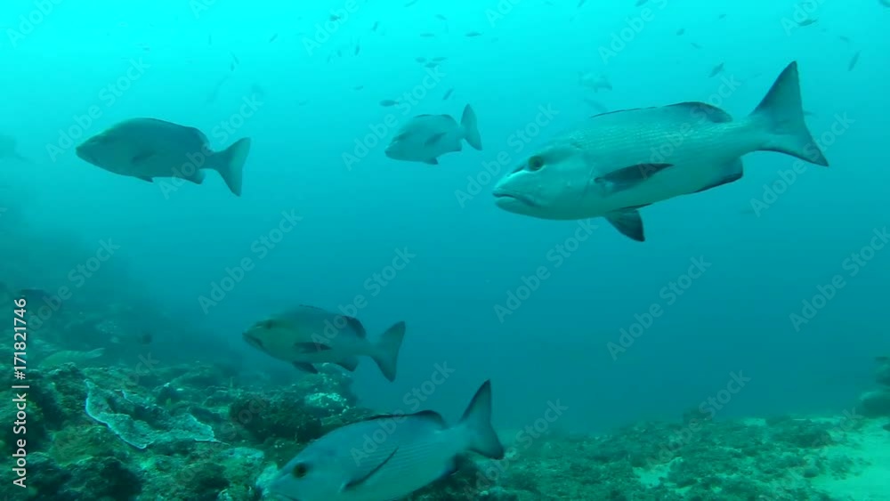 Sharks swim over sea floor, underwater POV