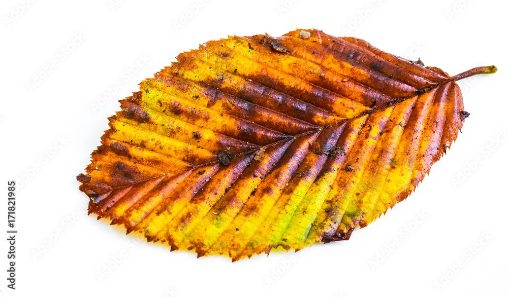 Fototapeta premium Buchenlaub im Herbst