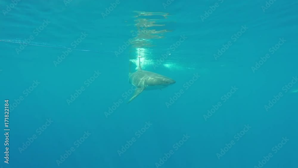 Great white chases bait at surface, Fiji Great white chases bait at surface, Fiji