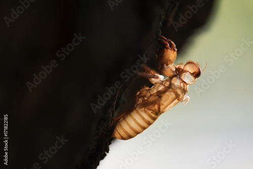 Macro of cicada slough on the tree