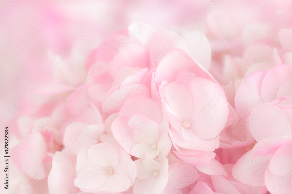 Close up  a group of pink and white Hydrangea.