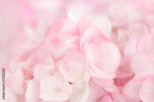 Close up  a group of pink and white Hydrangea.