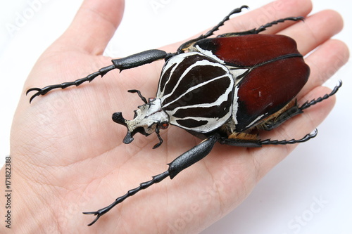 A goliathus beetle on hand
