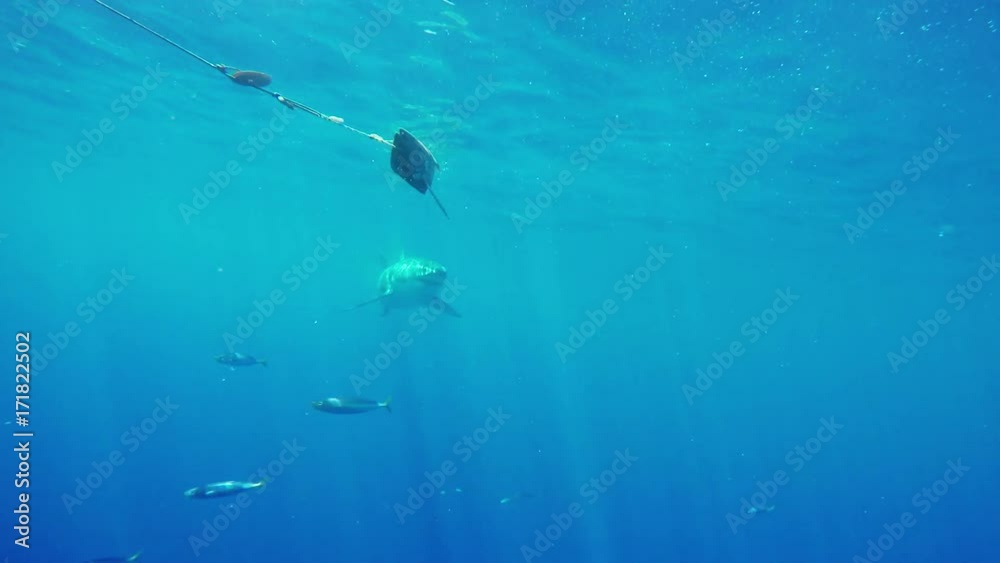 Fiji, great white shark teased by bait on lure Fiji, great white shark teased by bait on lure