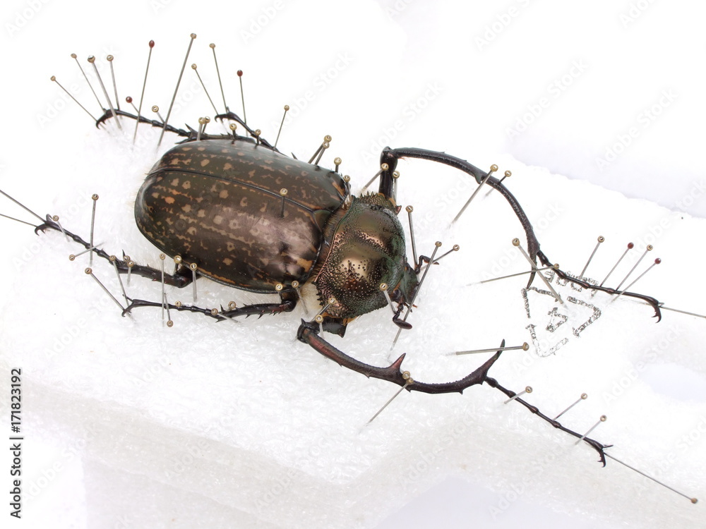 標本 Cheirotonus formosanus 54mm 標本 Cheirotonus formosanus 54mm no.4 rare cheirotonus