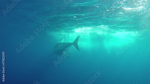 Great white shark skims surface underwater cage POV