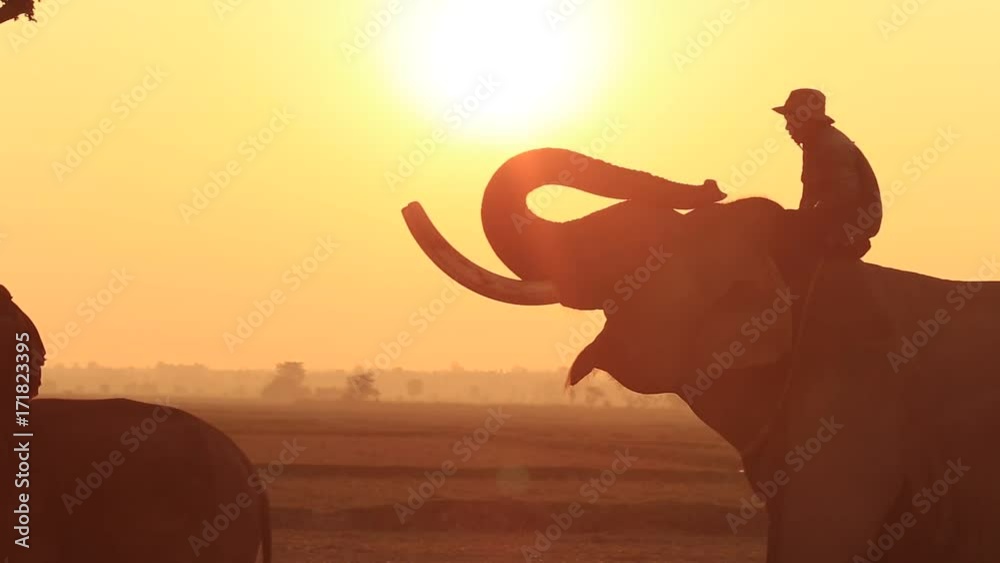 Thailand elephant silhouette sunrise and mahout in Surin province Thai 