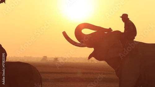 Thailand elephant silhouette sunrise and mahout in Surin province Thai  photo
