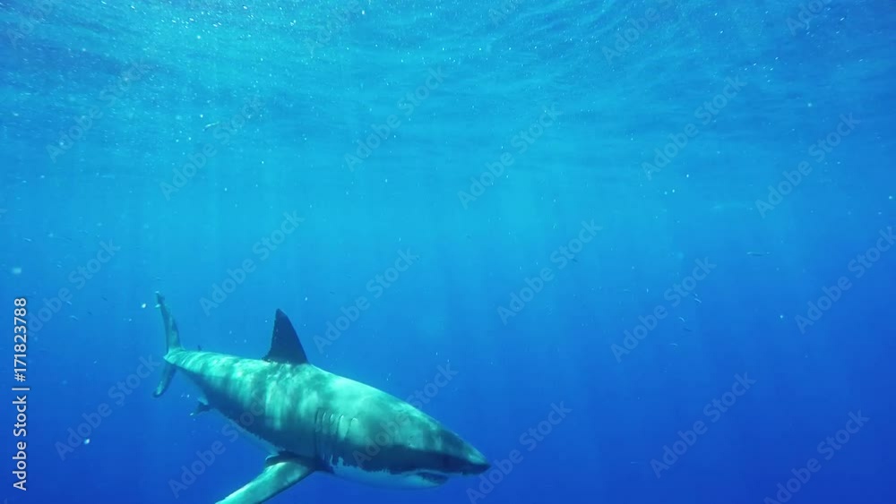 Great white shark swims in deep blue ocean Great white shark swims in deep blue ocean