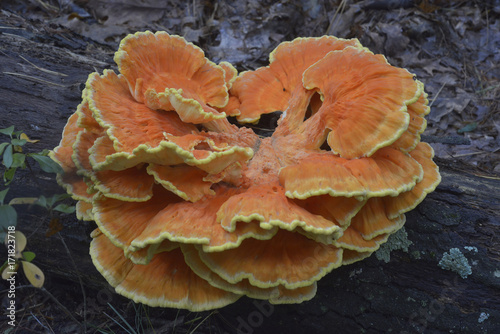 Hen of the Woods Mushroom