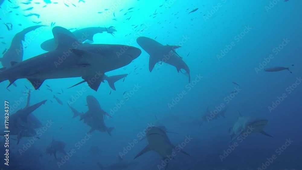 Sharks swim in shallow water, underwater POV Sharks swim in shallow water, underwater POV