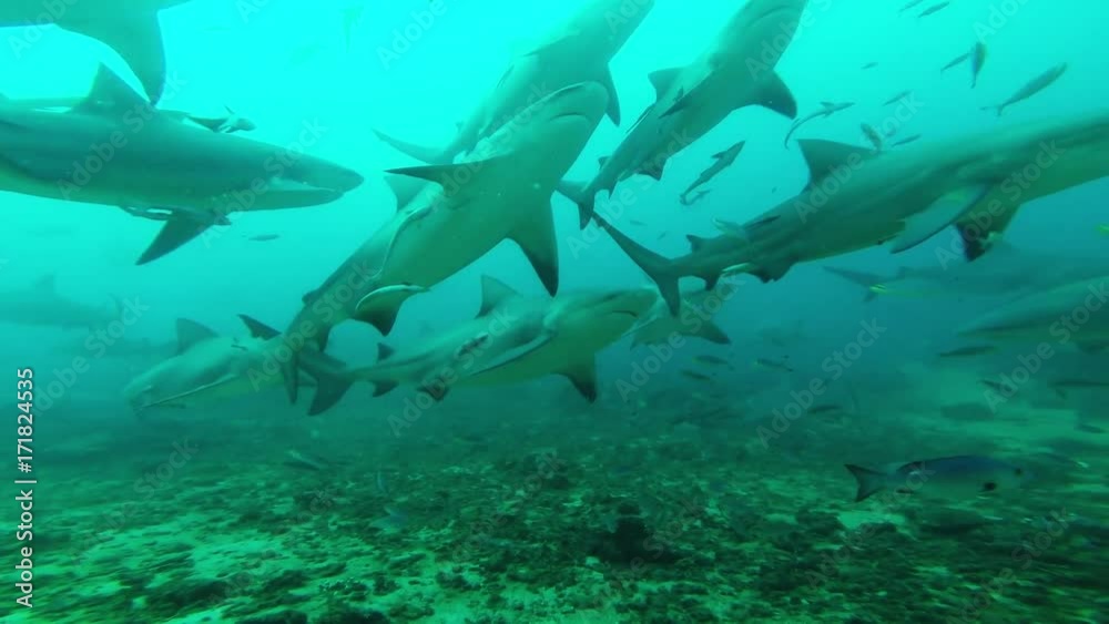 Fiji sharks swim under bait bin, POV Fiji sharks swim under bait bin, POV