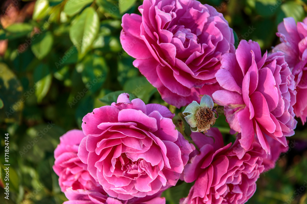 Obraz premium Rose Garden