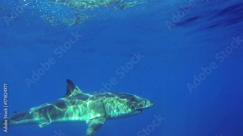 Jumping into shark infested waters, Fiji, POV