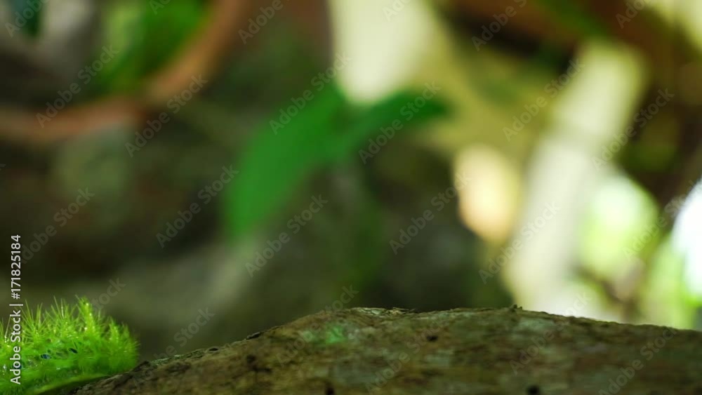Green worm walking on a tree Green worm walking on a tree