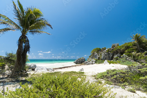 Coastline of Caribbean sea with stones, bushes and palms on the beach in summer sunny day