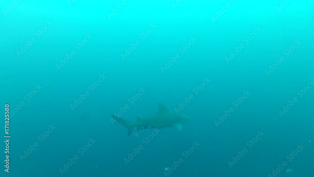 Single shark swims in murky water, POV Single shark swims in murky water, POV