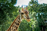 Head of giraffe on green background