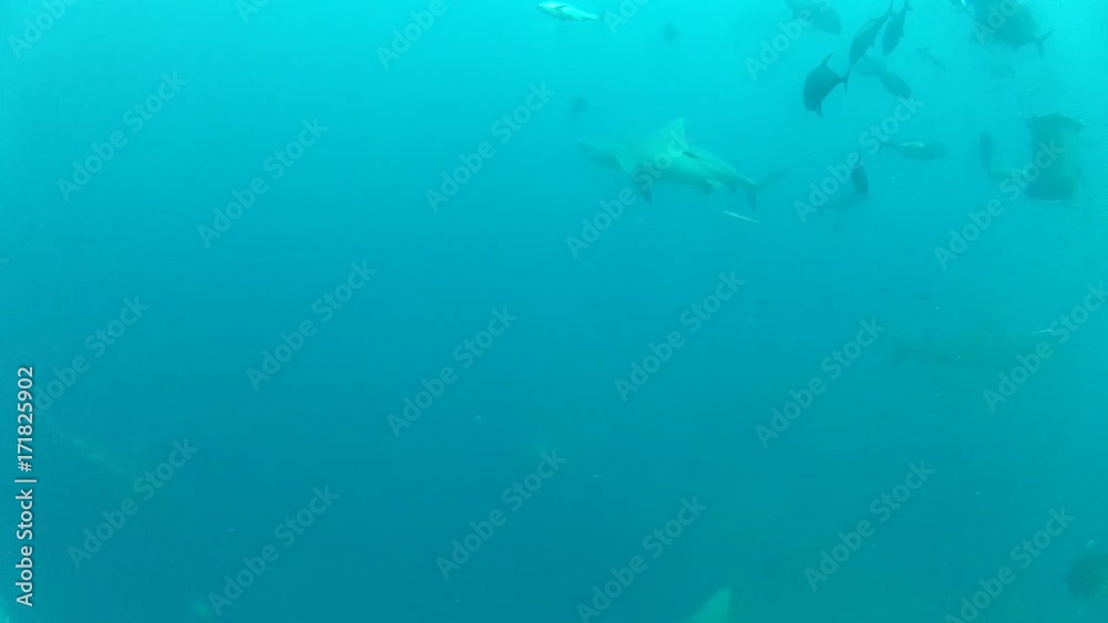 Sharks swim around bait cage, underwater POV Sharks swim around bait cage, underwater POV