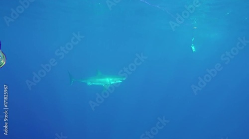 Wallpaper Mural Fast great white shark goes after bait, POV Torontodigital.ca