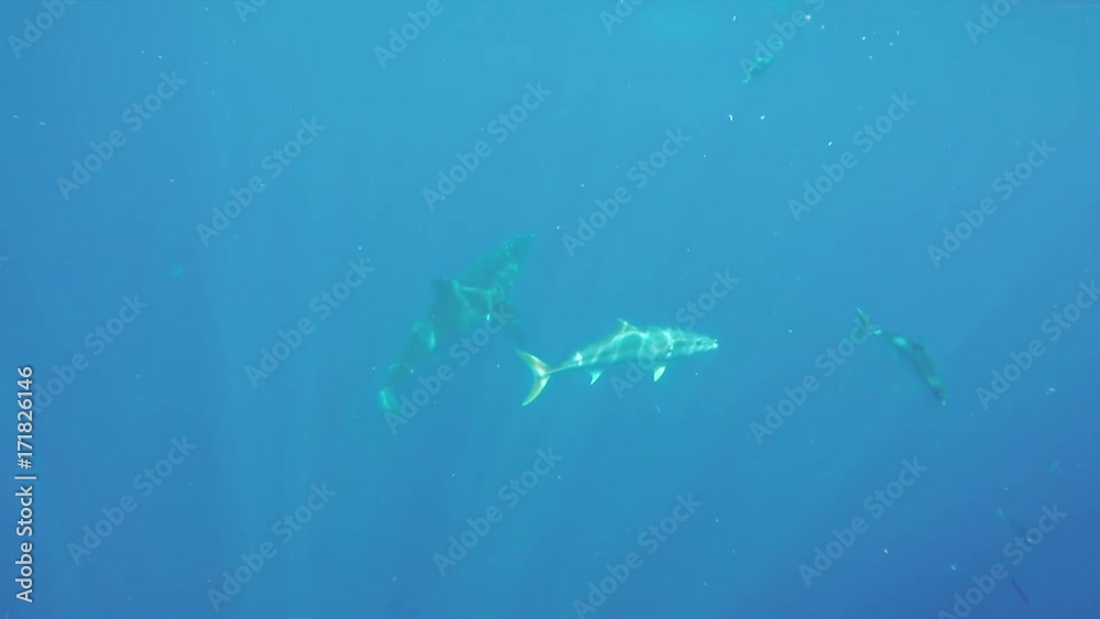 Great white shark hunts in murky water, cage diving POV