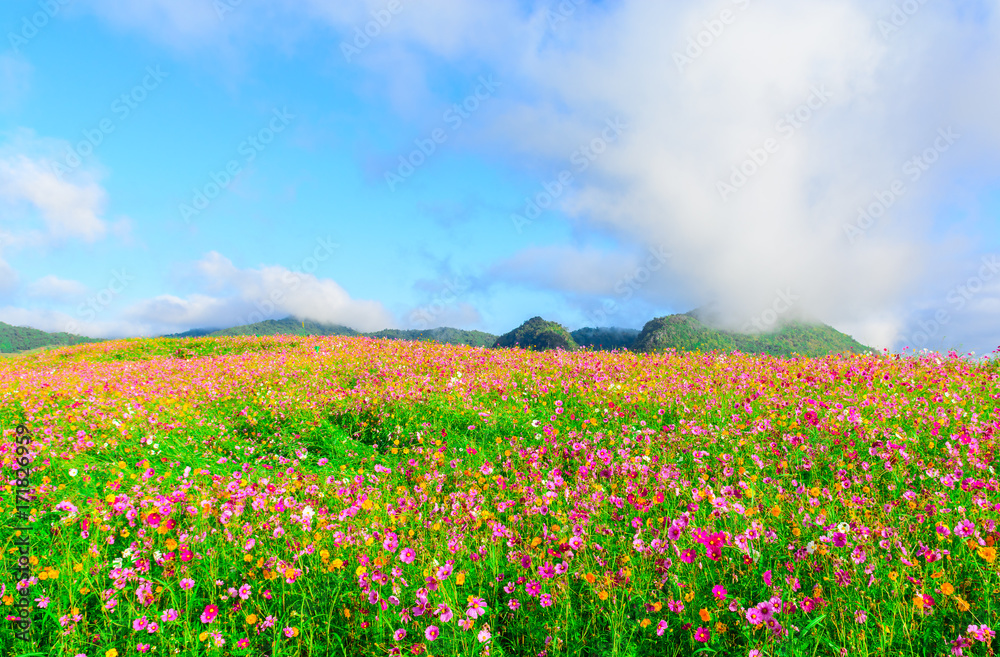 Landscape of cosmos flower field with cloud and blue sky. Landscape of cosmos flower field with cloud and blue sky.
