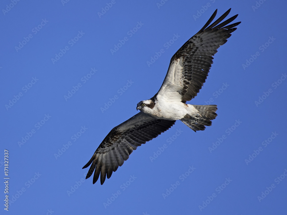 Osprey (Pandion haliaetus) Osprey (Pandion haliaetus)
