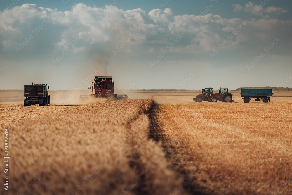Fototapeta premium Combine harvester agriculture machine harvesting golden ripe wheat field