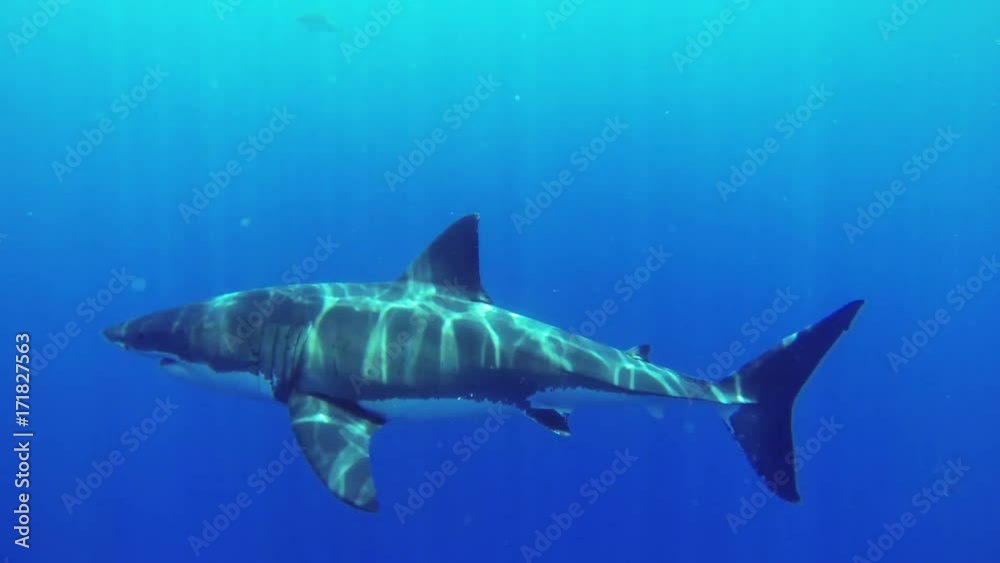 Large great white shark in Fiji, underwater Large great white shark in Fiji, underwater