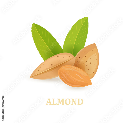 group of almonds with leaves on white background for your design